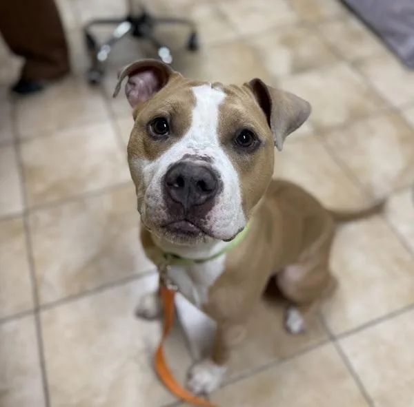 An adult large-sized male Pit Bull Terrier dog named Mister for adoption in Troutdale, OR