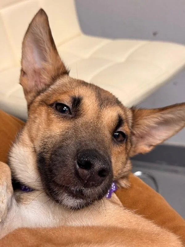 Mercedes thumbnail 2