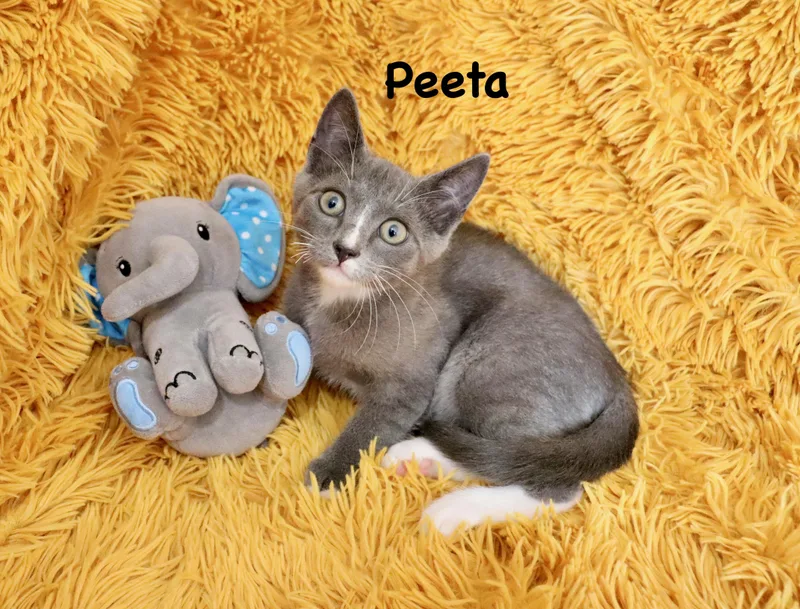 Peeta
