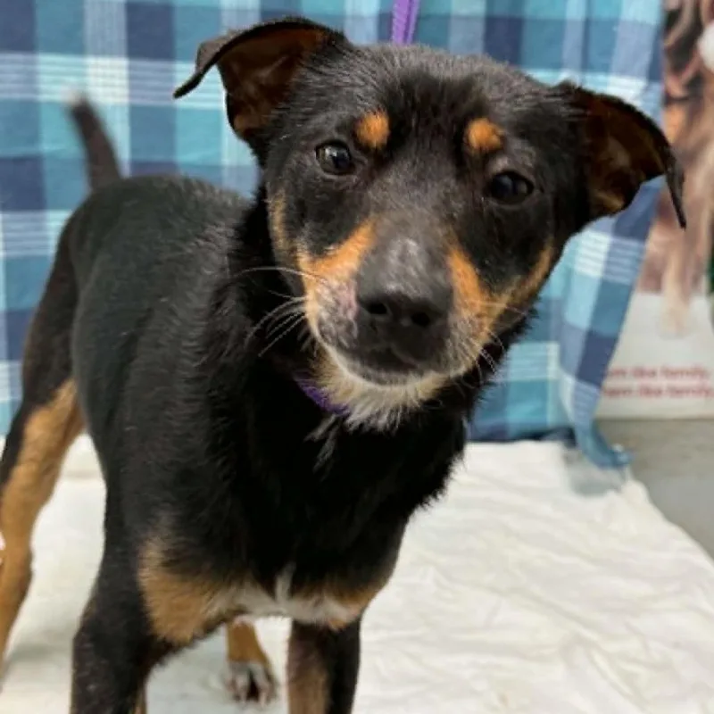 An adult small-sized male Black Mixed Breed dog named Bear for adoption in Fredericksburg, VA