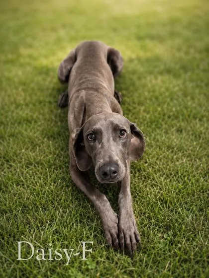 An adult medium-sized female Weimaraner dog named Daisy for adoption in Guntersville, AL