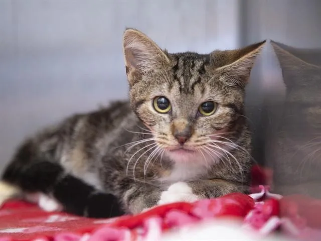 A young small-sized male Domestic Short Hair cat named Sammy for adoption in Phoenix, AZ