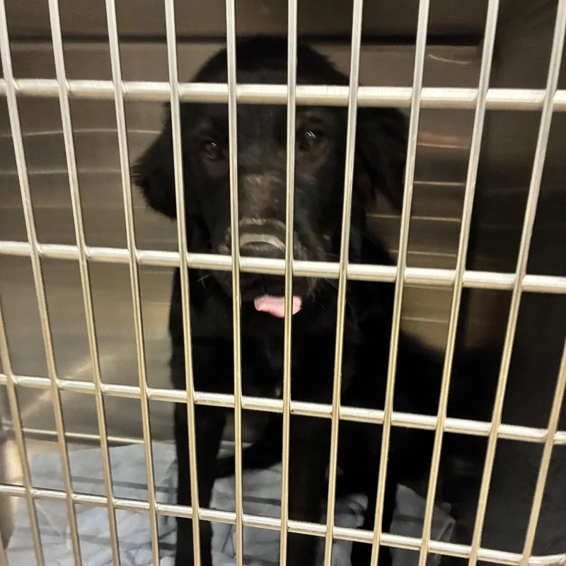 A young medium-sized male Black Mixed Breed dog named Dexter for adoption in Abilene, TX
