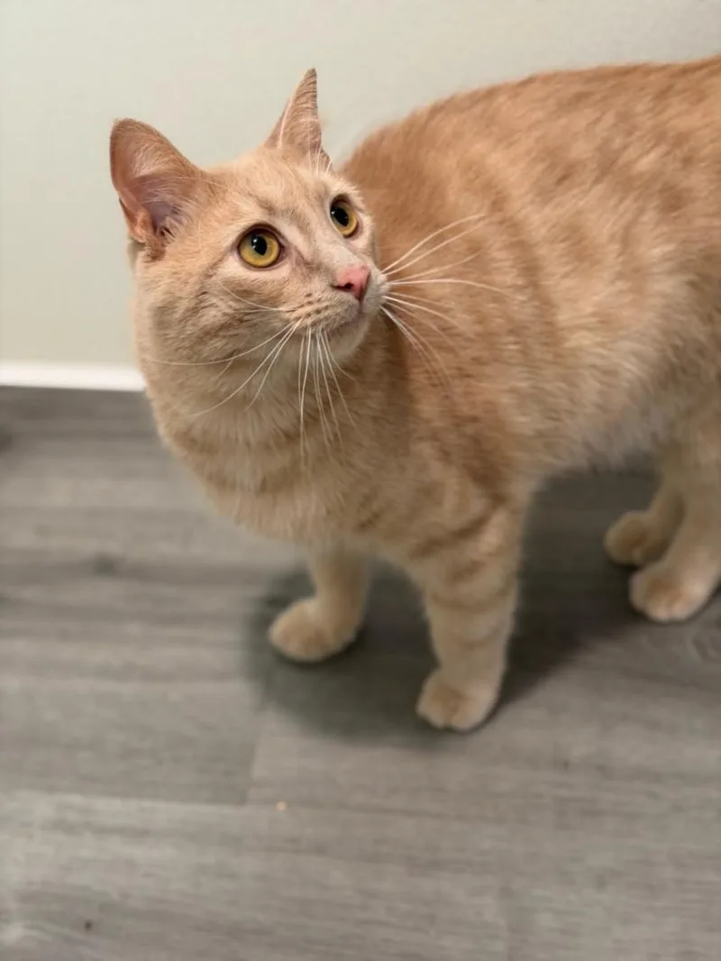 A young small-sized male Domestic Short Hair cat named Kyle for adoption in Hagerstown, MD