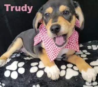 A baby medium-sized female Beagle dog named Trudy for adoption in Mount Laurel, NJ