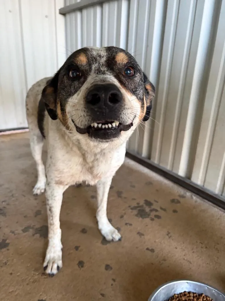 An adult large-sized male Australian Cattle Dog / Blue Heeler dog named Steve for adoption in Ada, OK