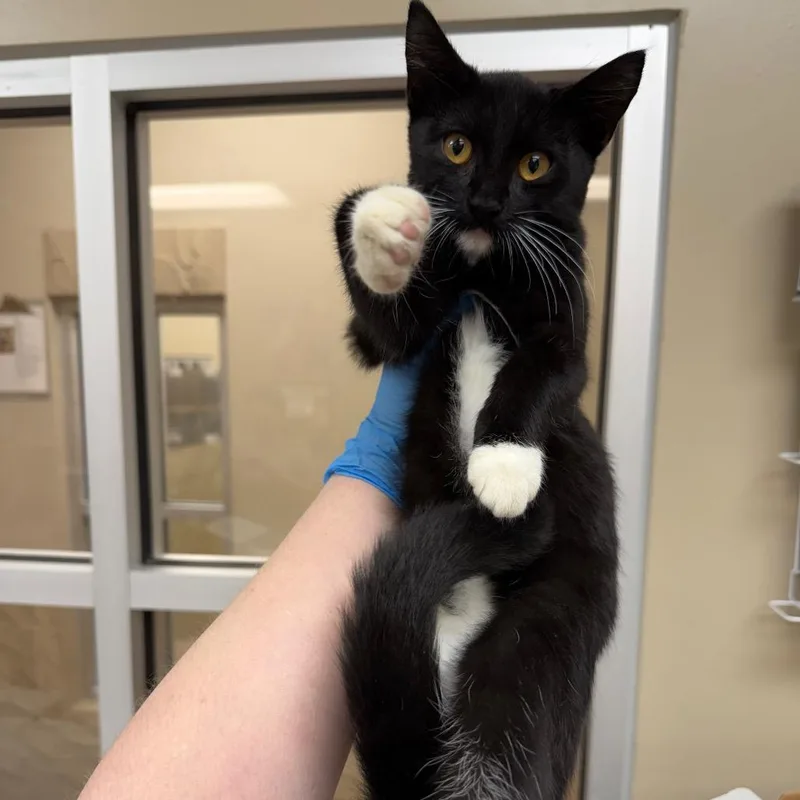 A baby small-sized female Black Domestic Short Hair cat named Newspaper for adoption in Birmingham, AL