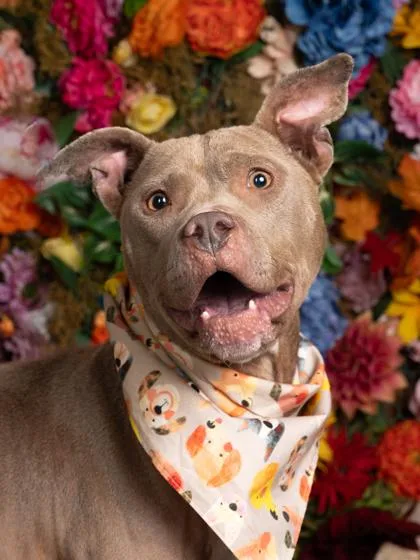 An adult medium-sized female Pit Bull Terrier dog named Carmen for adoption in Atlanta, GA