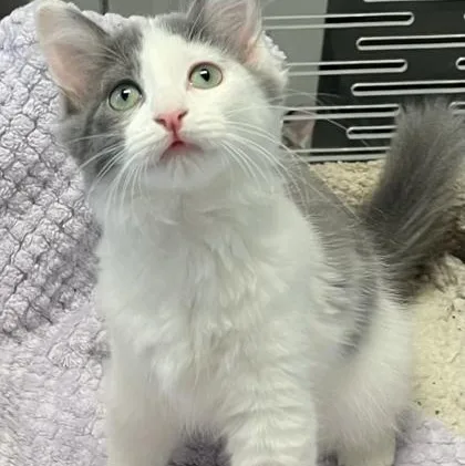A baby medium-sized female Domestic Long Hair cat named Dahlia for adoption in Tinley Park, IL