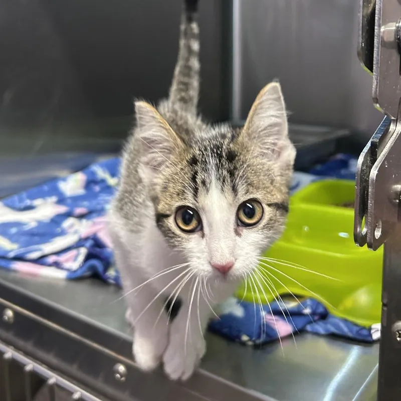 A baby small-sized female Brown / Chocolate Domestic Short Hair cat named Airplane Mode for adoption in Davenport, IA