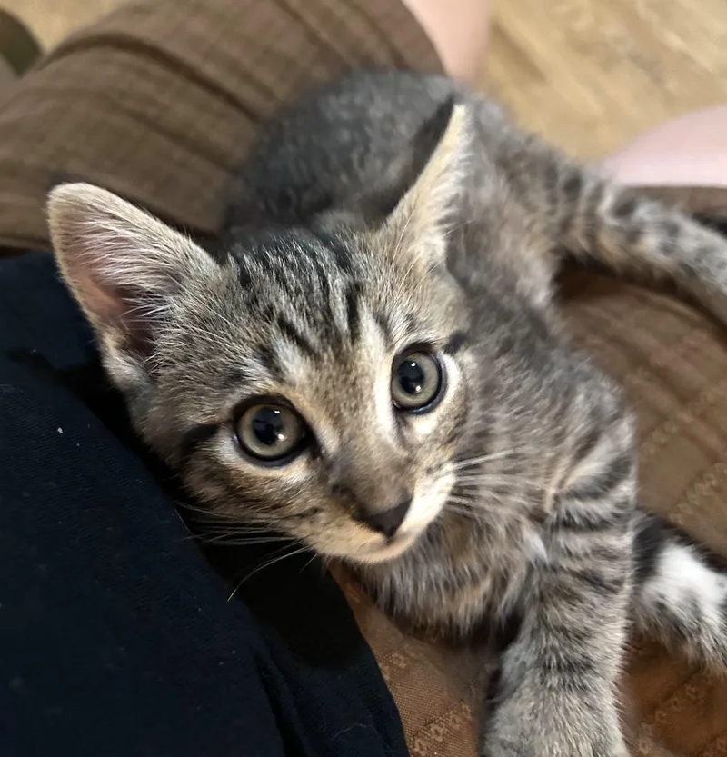 A baby small-sized male Tabby (Gray / Blue / Silver) Tabby cat named Paddy for adoption in Burbank, CA