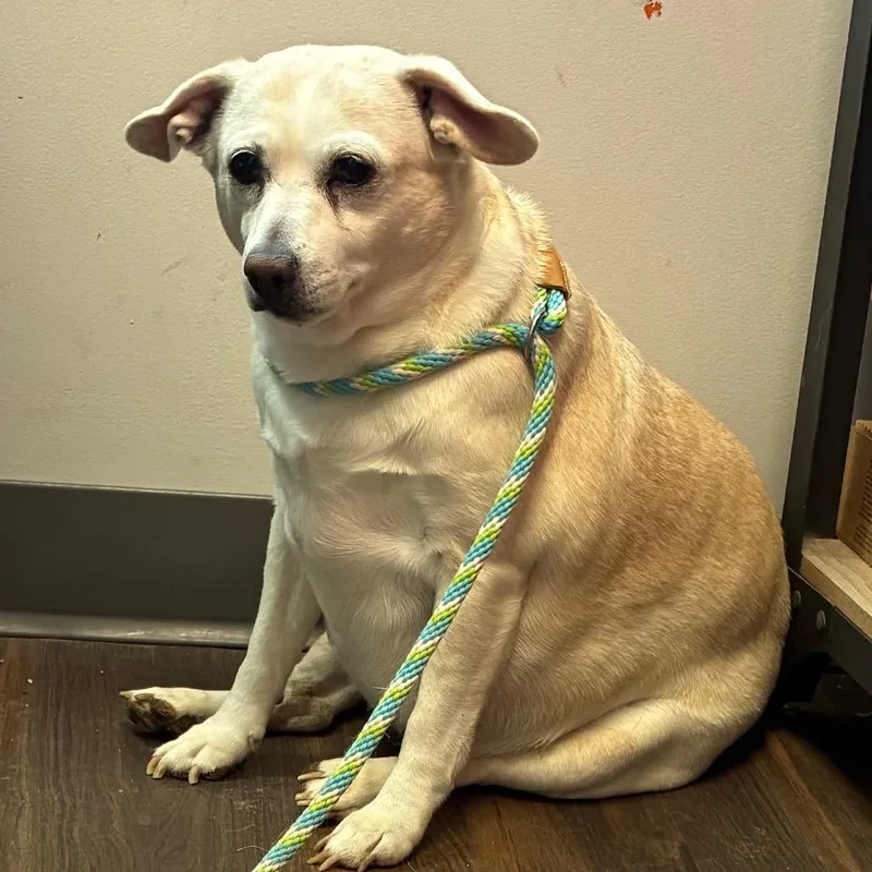 An adult small-sized female White / Cream Mixed Breed dog named Willie for adoption in Jeffersonville, IN