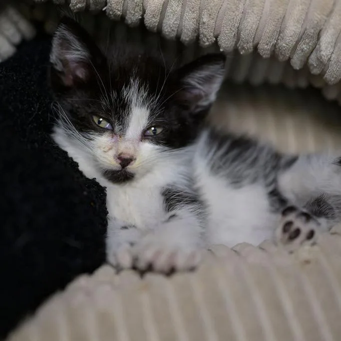 A baby small-sized female White Domestic Short Hair cat named Pez for adoption in Point Richmond, CA