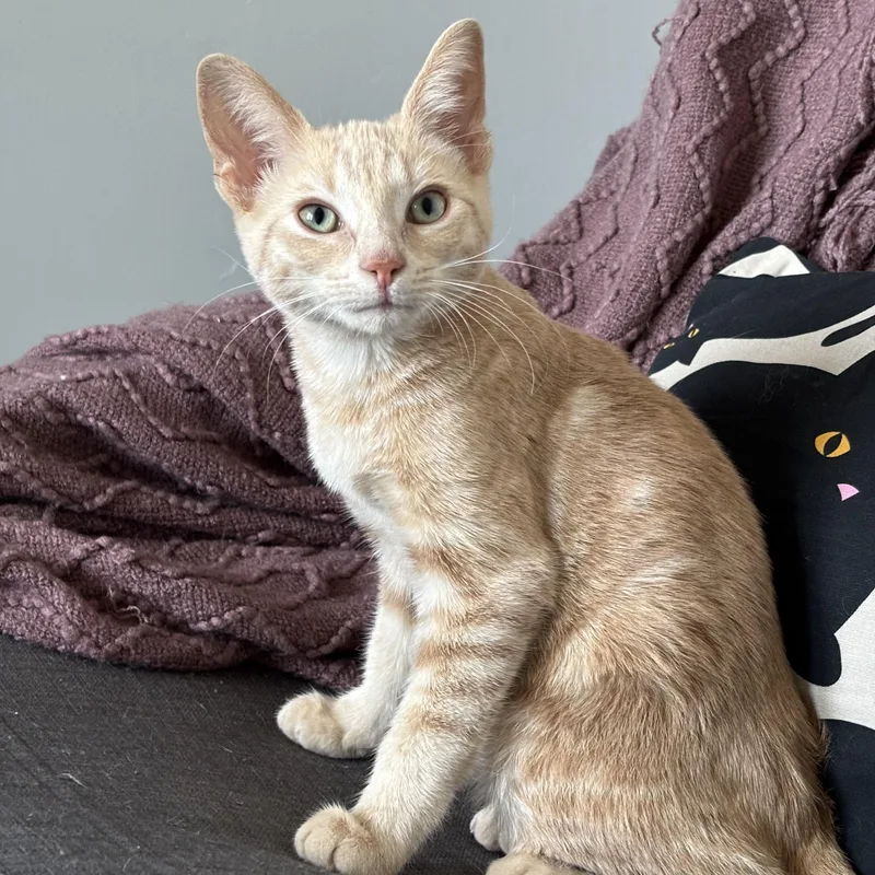 A baby medium-sized male Buff / Tan / Fawn Domestic Short Hair cat named Theo for adoption in Pittsburgh, PA