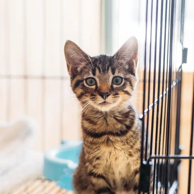 A baby small-sized male Domestic Short Hair cat named Starry for adoption in Parrish, AL