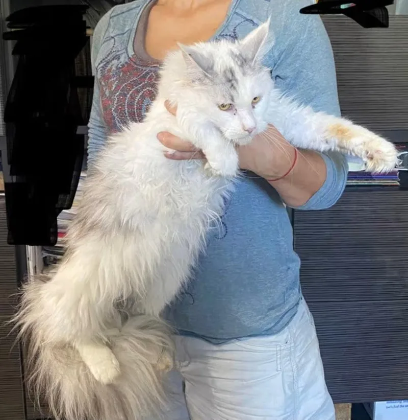 A baby large-sized female Maine Coon cat named Millie for adoption in Northlake, IL