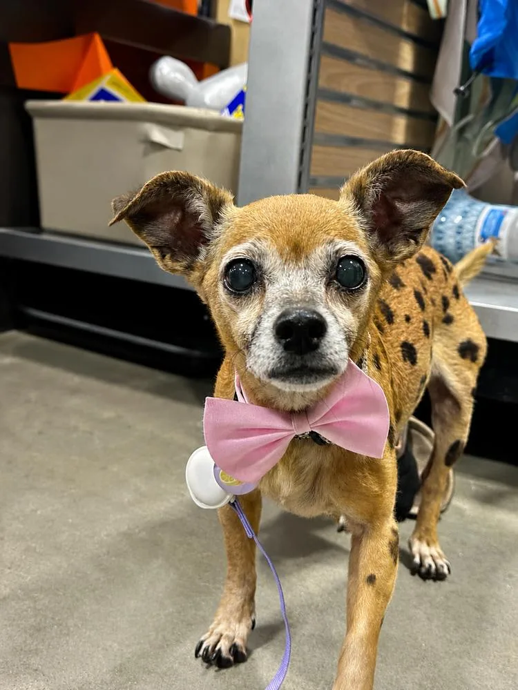 A senior small-sized female Chihuahua dog named Edie for adoption in Shawnee, OK