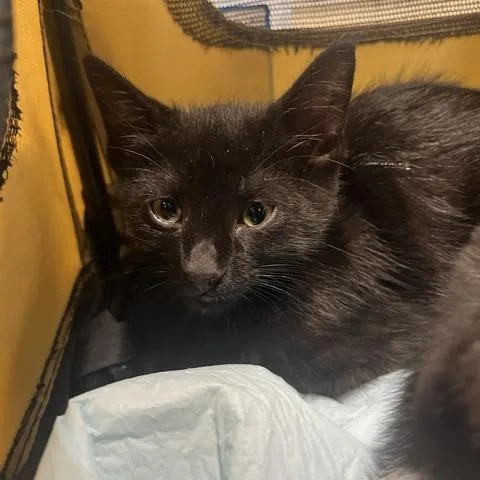 A baby small-sized male Black Domestic Short Hair cat named Little Brother for adoption in Lake Panasoffkee, FL