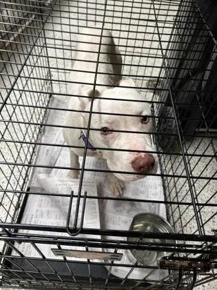 An adult large-sized male Mixed Breed dog named Howard for adoption in Atlanta, GA
