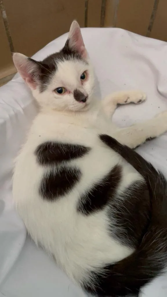 A baby small-sized male Domestic Short Hair cat named Eddie for adoption in Westfield, NY