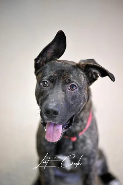 An adult large-sized male Dutch Shepherd dog named Dab for adoption in Kalispell, MT