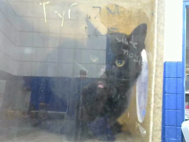 A senior small-sized male Domestic Short Hair cat named Batman for adoption in Albuquerque, NM