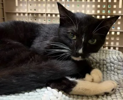 An adult small-sized male Domestic Short Hair cat named Hocus for adoption in Honolulu, HI