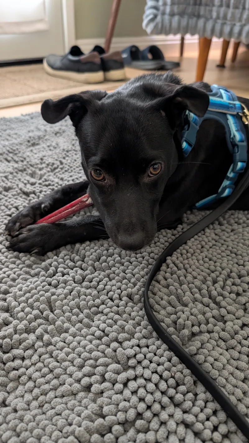 A baby small-sized female Black Labrador Retriever dog named Zoey for adoption in Bakersfield, CA