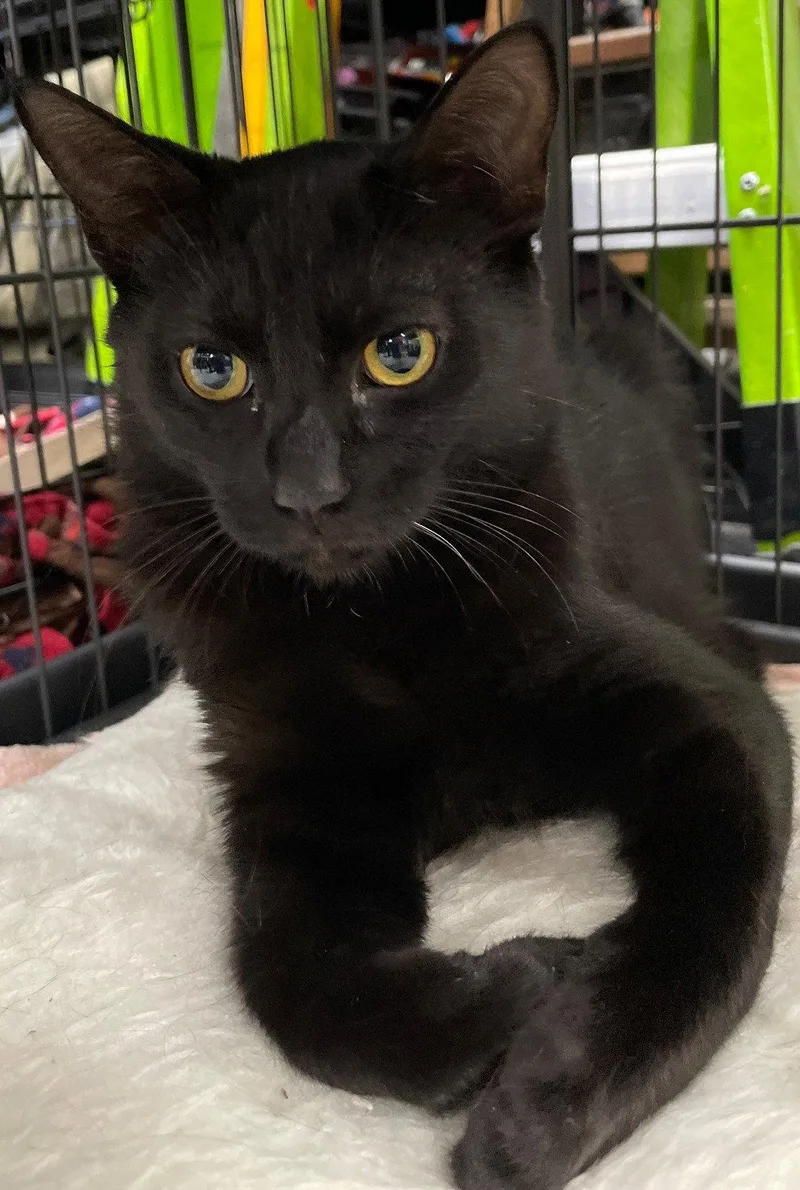 A baby medium-sized male Black Domestic Short Hair cat named Biscuit for adoption in Island Lake, IL