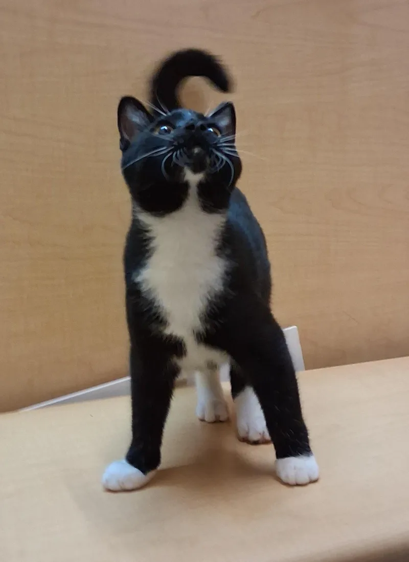 A young medium-sized male Tuxedo cat named Jack Links for adoption in Cuyahoga Falls, OH