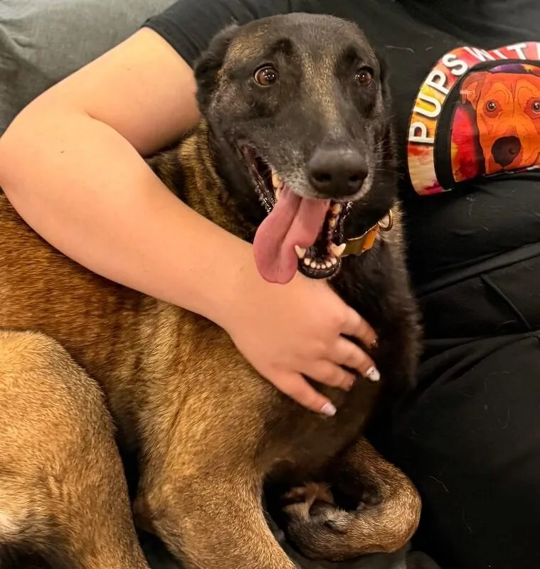 An adult large-sized female Black Belgian Shepherd / Malinois dog named Dog for adoption in Van Nuys, CA