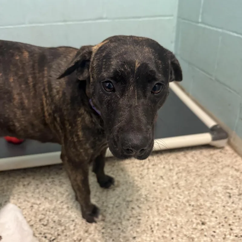 A young medium-sized female Yellow / Tan / Blond / Fawn Mixed Breed dog named Nala for adoption in LOXAHATCHEE, FL