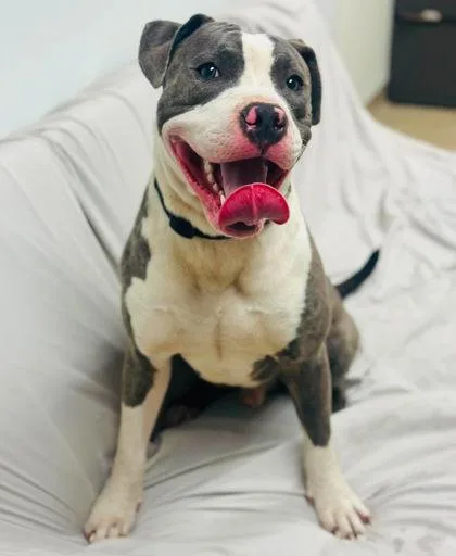 An adult large-sized male Mixed Breed dog named Ciroc for adoption in West Chester, PA