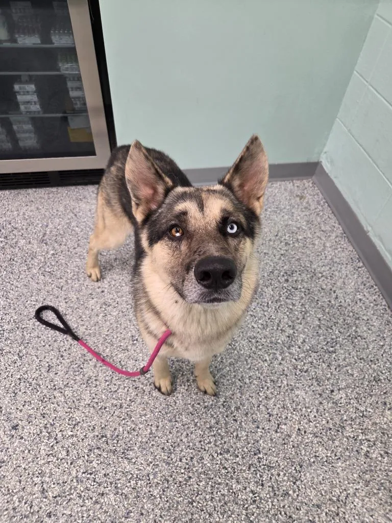 A young medium-sized male German Shepherd Dog dog named Oakley for adoption in Athens, TN