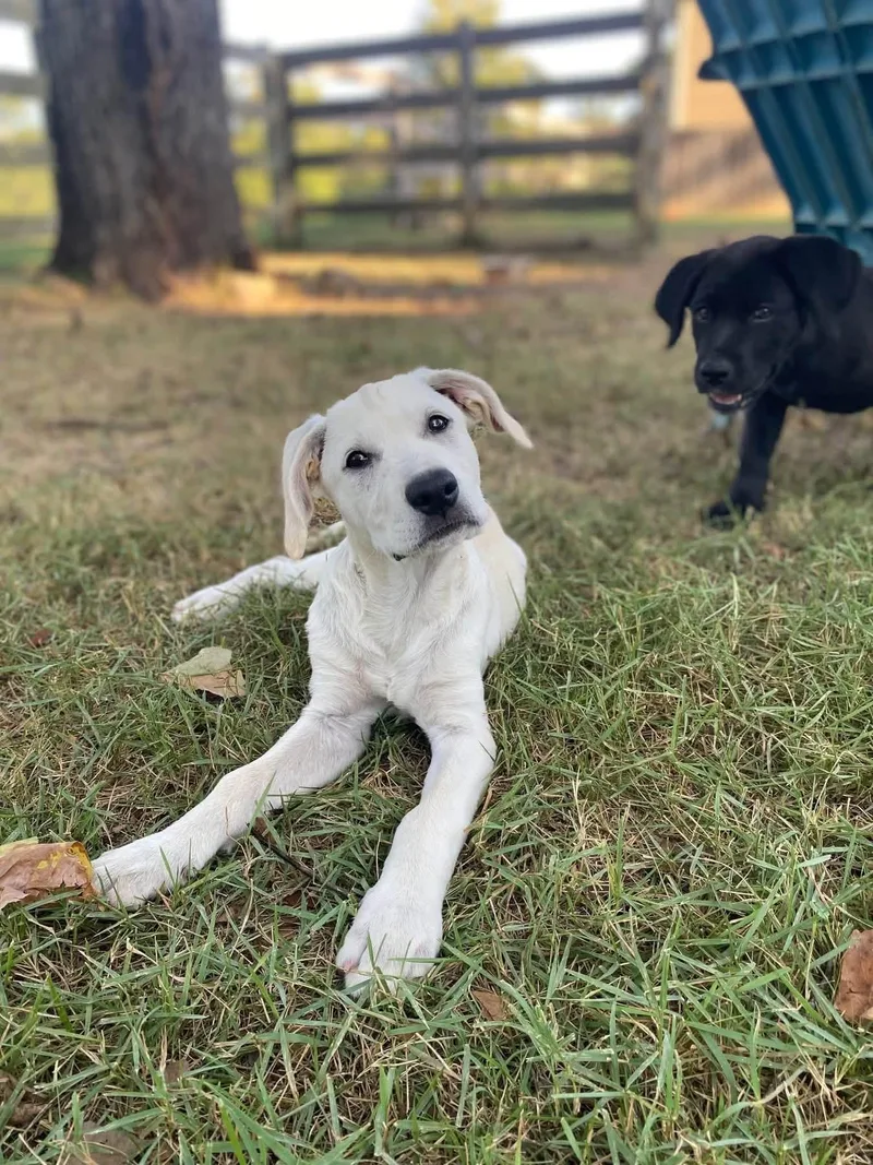 A baby medium-sized male Labrador Retriever dog named Sylvan for adoption in Alexander, AR