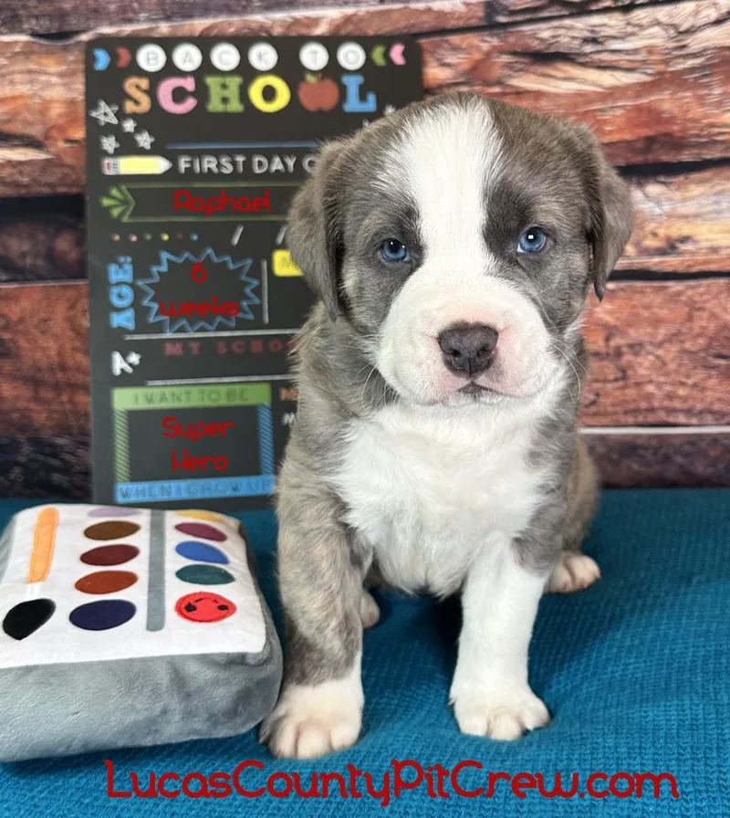 A baby medium-sized male Gray / Blue / Silver American Bully dog named Raphael for adoption in Toledo, OH