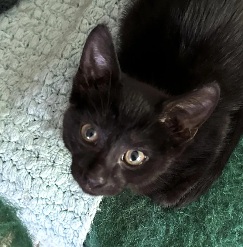 An adult medium-sized male Black Domestic Short Hair cat named Soot for adoption in Rochester, NY