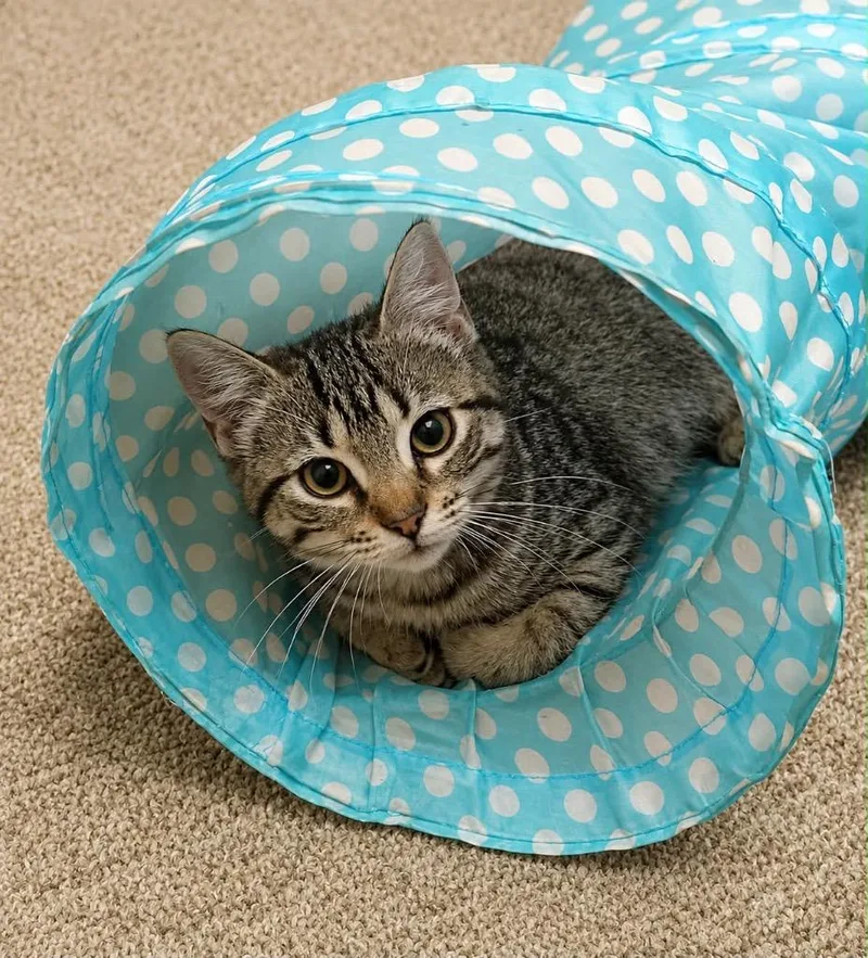 A baby small-sized female Domestic Short Hair cat named Bloom Hopper for adoption in Gorham, ME