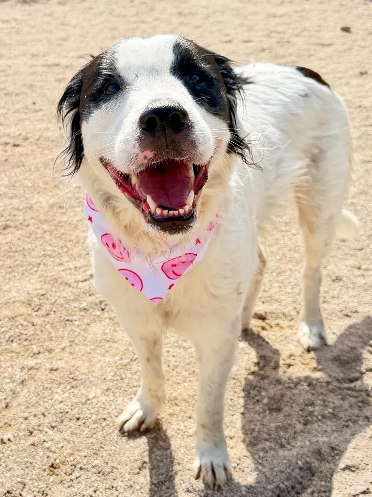A young medium-sized female Australian Shepherd dog named Bella for adoption in Muskegon, MI