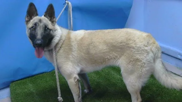 A young small-sized female German Shepherd Dog dog named Trinity for adoption in Gardena, CA
