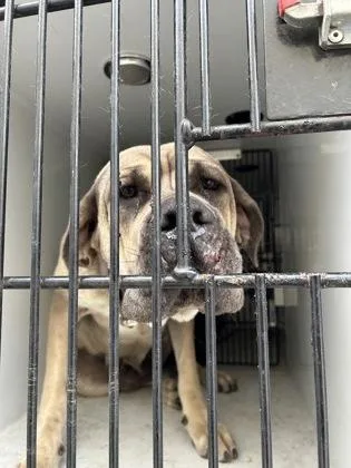 An adult extra large-sized female Mixed Breed dog named Cece for adoption in Atlanta, GA