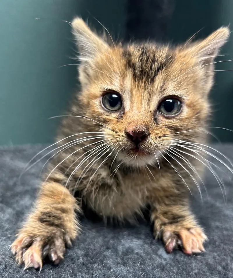 A baby medium-sized female Domestic Short Hair cat named Polly for adoption in Seven Points, TX