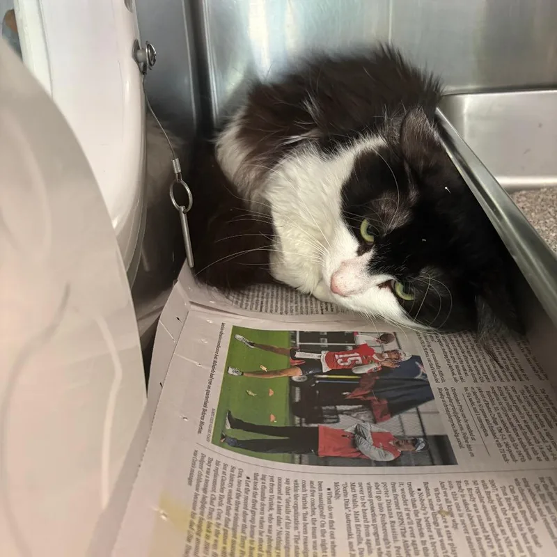 A young medium-sized male White Domestic Medium Hair cat named Henry for adoption in Brockton, MA
