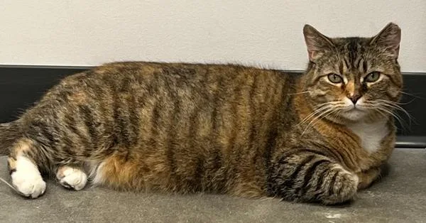 French Toast thumbnail 2