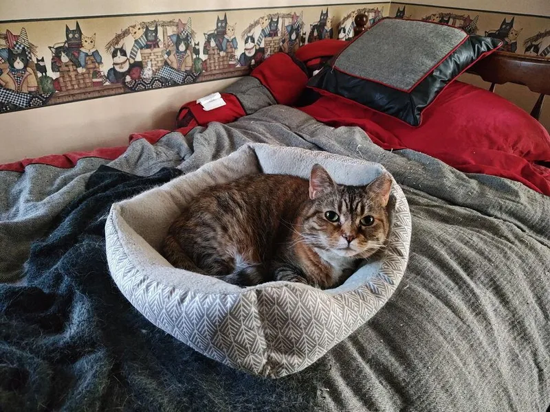 French Toast thumbnail 3