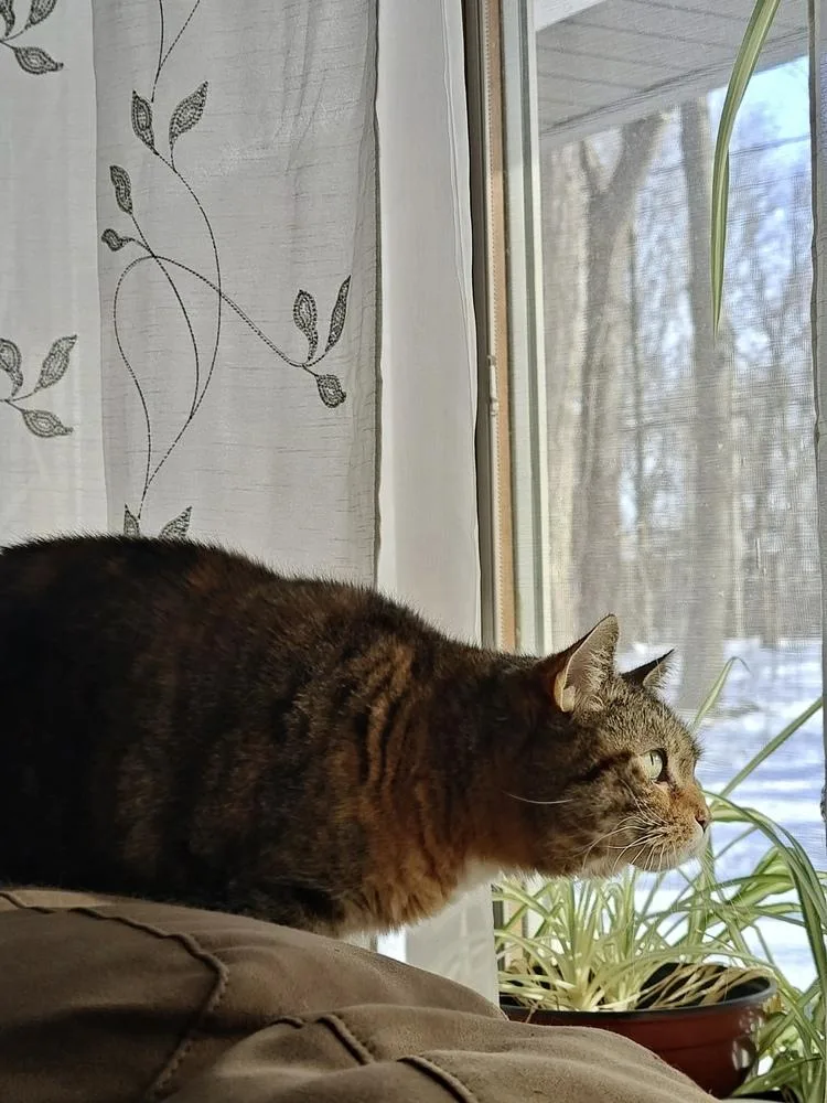 French Toast thumbnail 4