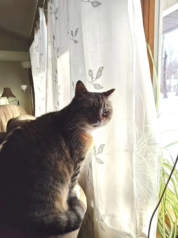 French Toast thumbnail 5