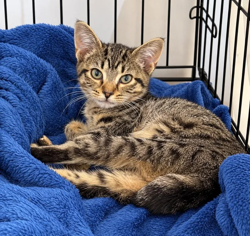 A baby small-sized female Domestic Short Hair cat named Jackie for adoption in Ewing, NJ