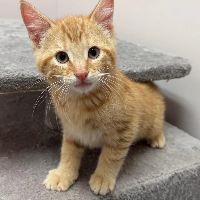 A baby small-sized male Domestic Short Hair cat named Toddy for adoption in Middlebury, VT