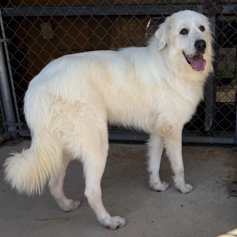 An adult large-sized male White / Cream Great Pyrenees dog named Clifford for adoption in Birmingham, AL